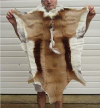 Springbok Skin, Springbok Hide for Sale, Grade B - $61.99 each