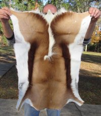 Springbok Skin, Springbok Hide for Sale, Grade B - $61.99 each