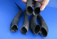 Matching Pairs of Male Springbok Horns 8 to 11 inches - $28.99 a pair