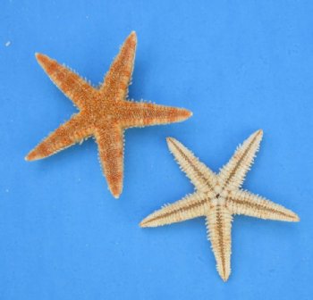 2-1/2 to 3 inches Dried Philippine Tan Flat Starfish -100 @ .10 each;