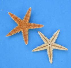 2-1/2 to 3 inches Sun Dried Natural Philippine Flat Starfish <font color=red> Wholesale</font  - Case of 1500 @ .06 each