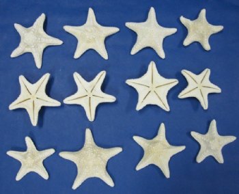 4 to 5-7/8 inches White Jungle Starfish <font color=red>Wholesale </font> - 200 @ .85 each