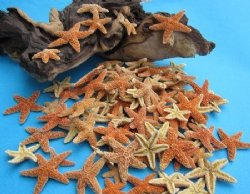 1 to 2 inches Small Sugar Starfish <font color=red>Wholesale </font> - 500 @ .85 each  (Signature Required)