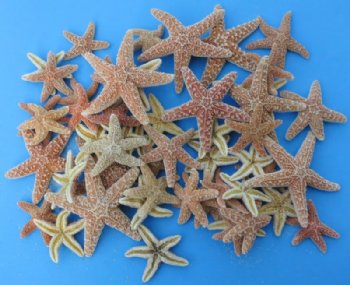 2 to 4 inches Sun Dried Sugar Starfish for Sale, Dried Common Starfish for Crafts - Bag of 50 @ $1.55 each