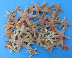 2 to 4 inches Sun Dried Sugar Starfish <font color=red> Wholesale</font>  - Case of 250 @ .97 each