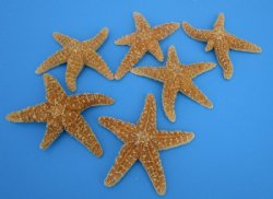 3-1/2 to 6 inches Sun Dried Natural Sugar Starfish <font color=red>Wholesale </font> - 120 @ $1.45 each