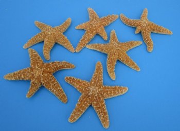 3-1/2 to 6 inches Sun Dried Sugar Starfish for Crafts, Dried Common Starfish - Pack of 12 @ $2.32 each