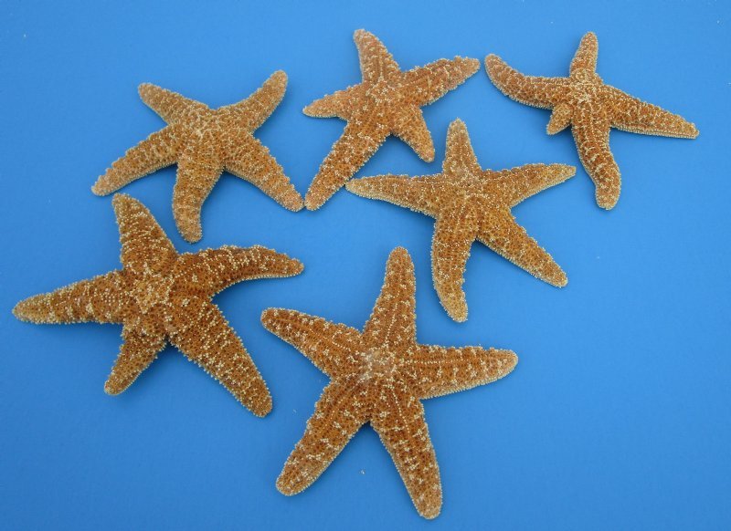 Starfish 2 Real Large Brown Sugar Starfish 6 for Crafts and Decor