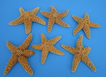 Large Sun Dried Real Sugar Starfish 6 to 7-3/4 inches -  6 for $4.00 each