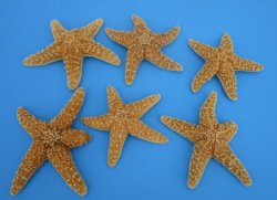 Large Sun Dried Real Sugar Starfish 6 to 7-3/4 inches -  6 for $4.00 each