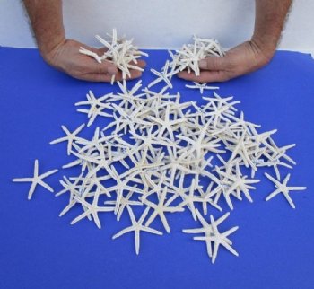 Small White Finger-Pencil Starfish 2 to 2-7/8 inches   - 100 @ .53 each 