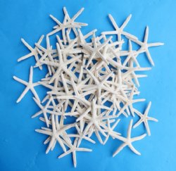 White Pencil, Finger Starfish <font color=red> Wholesale</font> 3 to 3-7/8 inches - Case: 1000 @ .37 each (Deliver Signature Required)