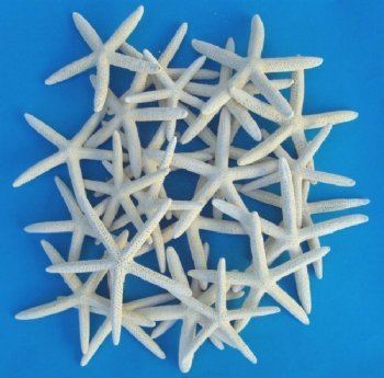 Bleached Finger Starfish, Sun Dried 4 to 5-7/8 inches  - 50 @ .72 each