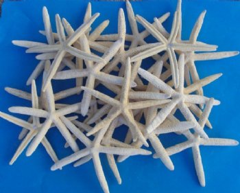 Large Bleached Finger Starfish, Pencil Starfish 8 inches to 9-7/8 inches - 75 @ .96 each