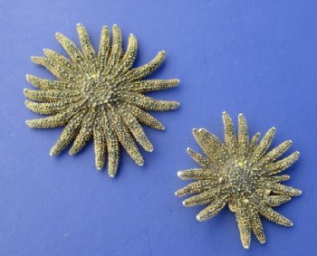 2 to 2-7/8 inches Natural Sun Dried Small Sunflower Starfish<font color=red> Wholesale</font> - 96 @ .95 each