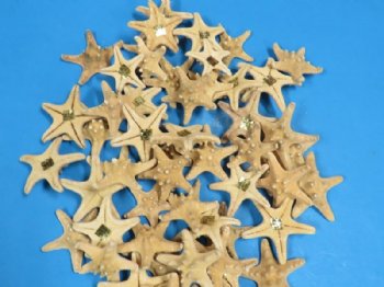 2 to 3 inches Sun Dried Knobby/Thorny Starfish <font color=red> Wholesale</font>- Case of 1000 @ .12 each