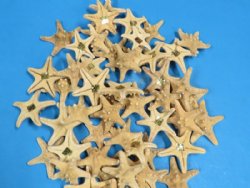 2 to 3 inches Sun Dried Knobby/Thorny Starfish <font color=red> Wholesale</font>- 1000 @ .12 each