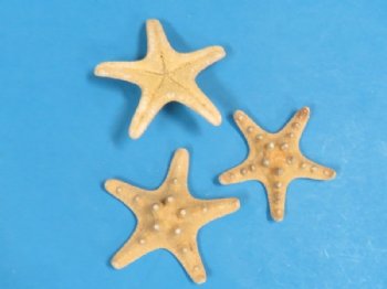 2 to 3 inches Sun Dried Natural Knobby Starfish for Sale, Natural Thorny Starfish  - Pack of 50 @ .24 each