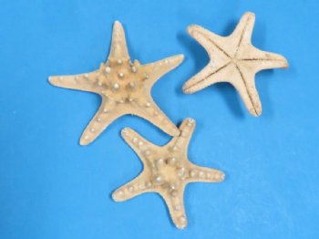 4 to 5-7/8 inches Sun Dried Natural Knobby Starfish for Sale, Armored Starfish for Crafts - Pack of 12 @ .50 each