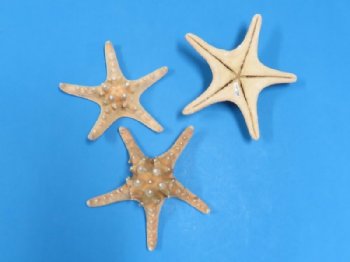 6 to 8 inches Natural Large Knobby Starfish, Armored Starfish - Case: 150 @ .60 each; <font color=red> Wholesale</font> 2 Cases @ .40 each