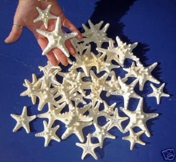 White Dried Knobby, Thorny Starfish <font color=red> Wholesale</font> 2 to 3-1/2 inches - Case of 1000 @ .24 each