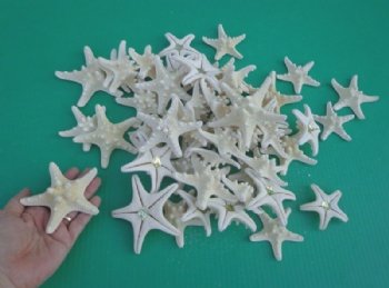 3 to 4 inches Medium Dried White Thorny/Knobby Starfish - 50 @ .48 each; 100 @ .42 each  