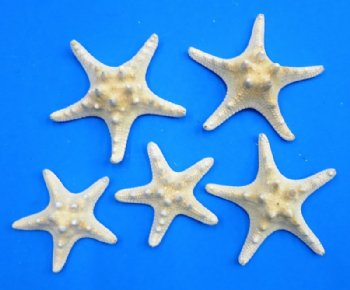 4 to 6 inches Dried White Thorny/Knobby Starfish - 12 @ .70 each