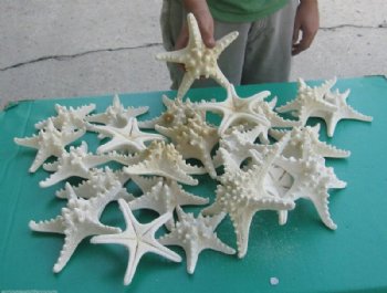 6 to 8 inches Large Dried White Thorny/Knobby Starfish - 12 @ .85 each