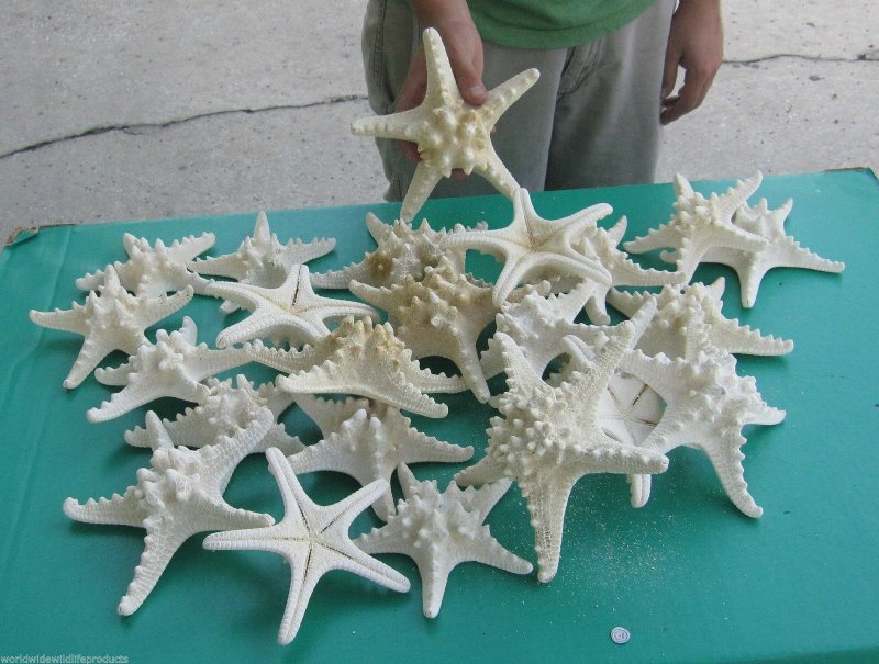 White Knobby Starfish 6-81 Piece-white Starfish-beach Wedding  Decor-starfish Bulk-starfish for Crafts-beach Home Decor-crafting Supplies  