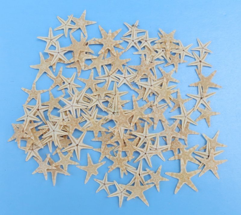 Buy Under 1 inch Wholesale Mini/Tiny Flat Starfish for Crafts Case of ...