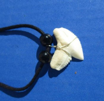 18 inches Tiger Shark Tooth Necklaces <font color=red> Wholesale</font> with 1 to 1-1/4 inch Teeth - 40 @ $3.25 each