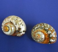 Polished Turbo Sarmaticus Shells for Medium Hermit Crabs, 2 to 2-3/8 inches, - Pack of 2 @ $5.00 each; Pack of 5 @ $4.00 each; 10 @ $3.60 each