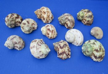 2 to 3 inches Silver-Mouthed Turban Shells for Sale - Pack of 12 @ $.90 each