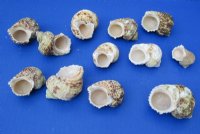 2 to 3 inches Silver-Mouthed Turban Shells for Sale - Pack of 12 @ $.90 each