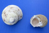 2 to 3 inches Silver-Mouthed Turban Shells for Sale - Pack of 12 @ $.90 each