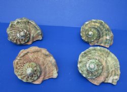 4 to 4-3/4 inches Turbo Marmoratus Shells <font color=red> Wholesale</font>  -  7 @ $14 each