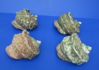 4 to 4-3/4 inches Turbo Marmoratus Shells <font color=red> Wholesale</font>  -  7 @ $14 each