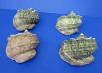 4 to 4-3/4 inches Turbo Marmoratus Shells <font color=red> Wholesale</font>  -  7 @ $14 each