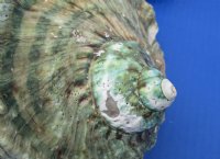 4  inches Turbo Marmoratus Shell for Sale, Giant Green Turban - $22.99 each