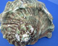 4 to 4-3/4 inches Turbo Marmoratus Shells <font color=red> Wholesale</font>  -  7 @ $14 each