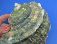 4 to 4-3/4 inches Turbo Marmoratus Shells <font color=red> Wholesale</font>  -  7 @ $14 each