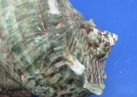 4  inches Turbo Marmoratus Shell for Sale, Giant Green Turban - $22.99 each