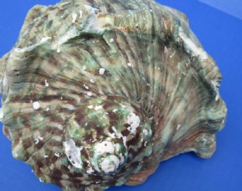 5 inches Turbo Marmoratus Shells, Giant Green Turban Shells <font color=red> Grade 2 Quality Wholesale </font>  - 10 @ $9.00 each 