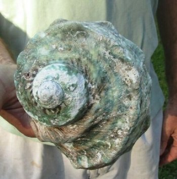 5 inches Turbo Marmoratus Shells, Giant Green Turban Shells <font color=red> Grade 2 Quality Wholesale </font>  - 10 @ $9.00 each 