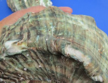 5 inches Turbo Marmoratus Shells, Giant Green Turban Shells <font color=red> Grade 2 Quality Wholesale </font>  - 10 @ $9.00 each 