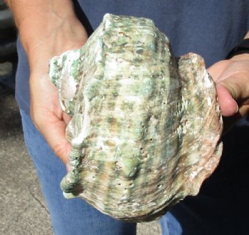 5 inches Turbo Marmoratus Shells, Giant Green Turban Shells <font color=red> Grade 2 Quality Wholesale </font>  - 10 @ $9.00 each 