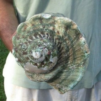 5 inches Turbo Marmoratus Shells, Giant Green Turban Shells <font color=red> Grade 2 Quality Wholesale </font>  - 10 @ $9.00 each 