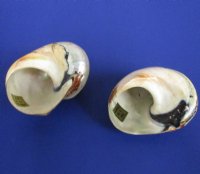 <font color=red> Wholesale</font> Polished Turbo Sarmaticus Shells 2 to 2-3/4 inches for hermit crab homes - Case of 40 @ $2.25 each