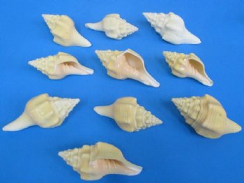 Polished Chank Shells for Sale in Bulk 4 to 4-3/4 inches -10 @ $2.10 each; 20 @ $1.84 each