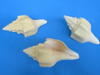 6 inches Polished Chank Shells for Sale in Bulk - 3 @ $5.85 each